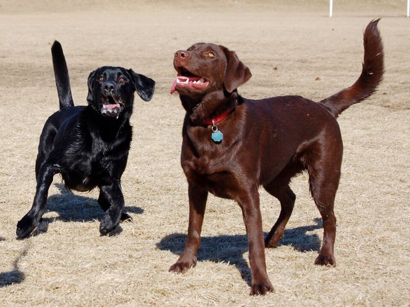 Labrador Retriever