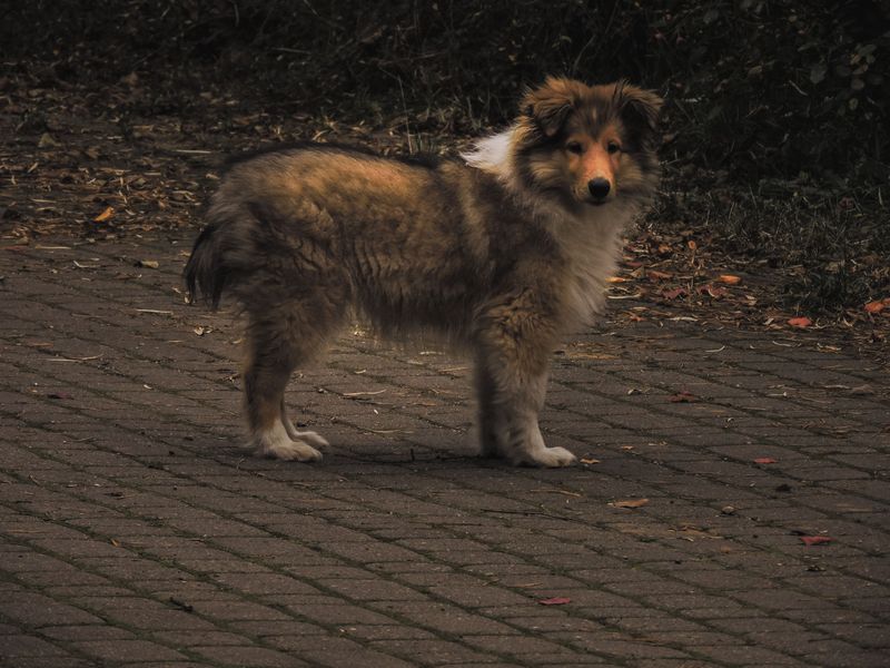 11 dog breeds that quietly read your emotions – plus 3 that always seem to know when you need them 10 Collie