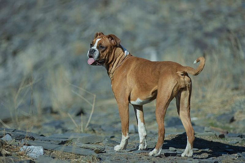 Boxer: The Goofy Mood Reader