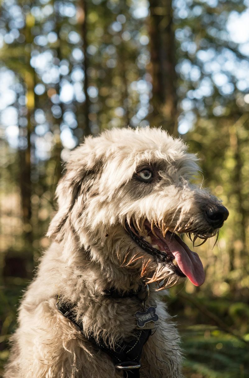 28 Dog Breeds That Demand Patience, Skill, and Leadership 26 Irish Wolfhound