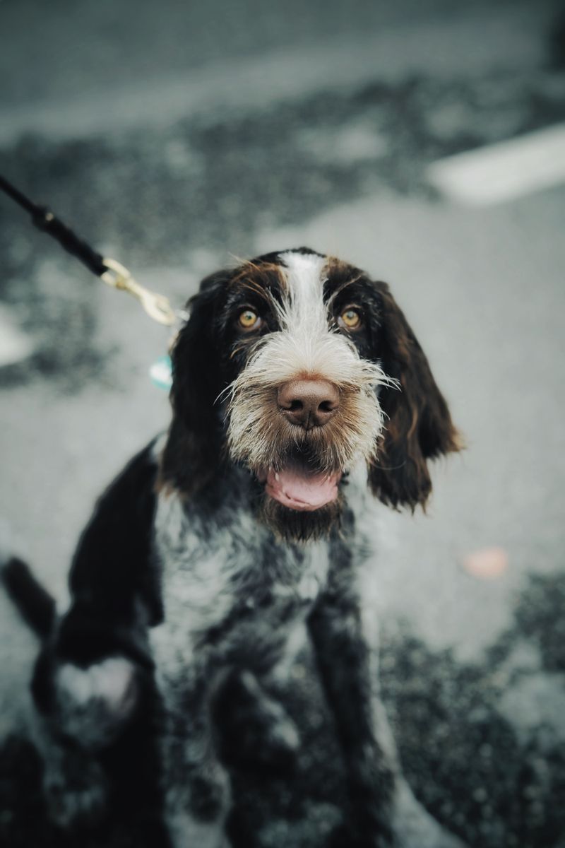 11 legendary hunting dogs that seem to know the job without being taught - plus 3 worthy challengers 14 Wirehaired Pointing Griffon