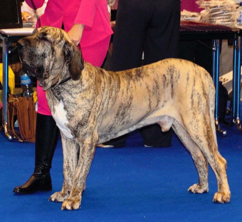 26 Bulldog Breeds Recognized for Their Strength and Endurance 23 Fila Brasileiro