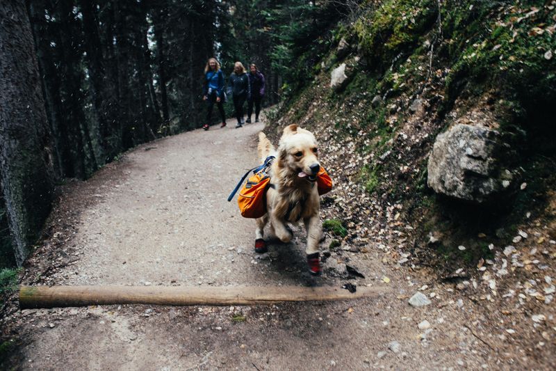 Hiking on Dog-Friendly Trails