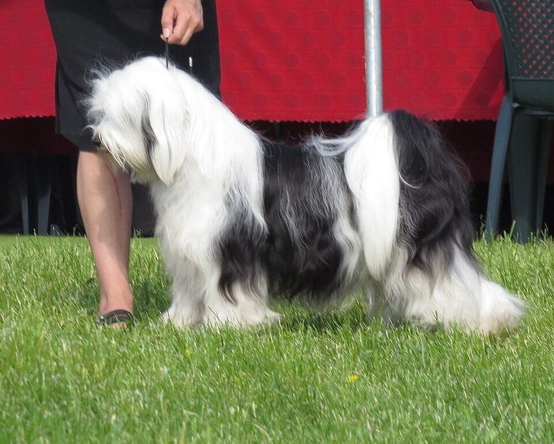 13 dogs that teach owners patience the hard way, then reward it 2 Tibetan terrier