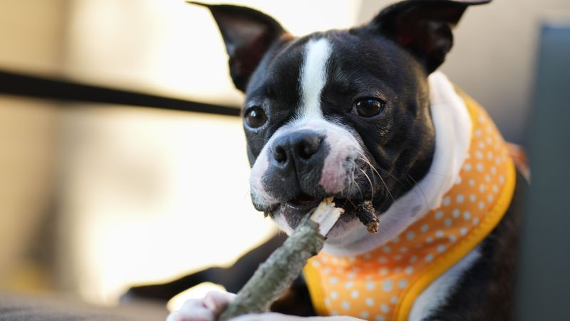 Some dogs take months to decide you're their person - These breeds may start much sooner 12 Boston Terrier