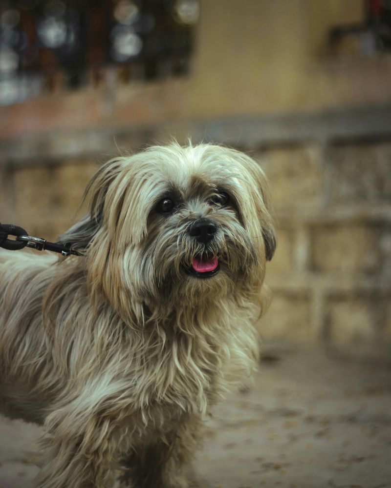 Living alone? These 14 dog breeds are the perfect match for your lifestyle 15 Lhasa Apso