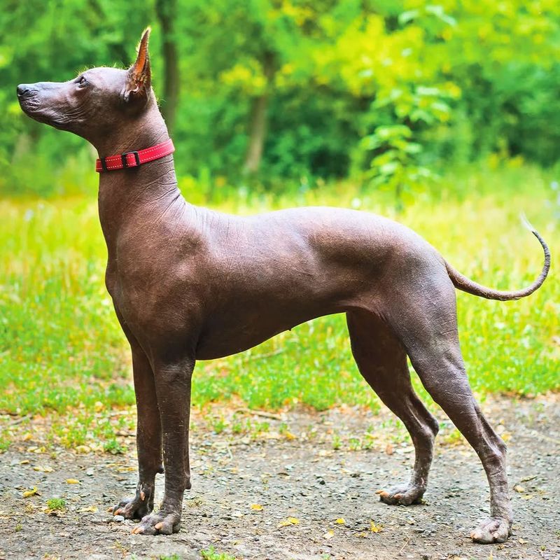 Abyssinian Sand Terrier