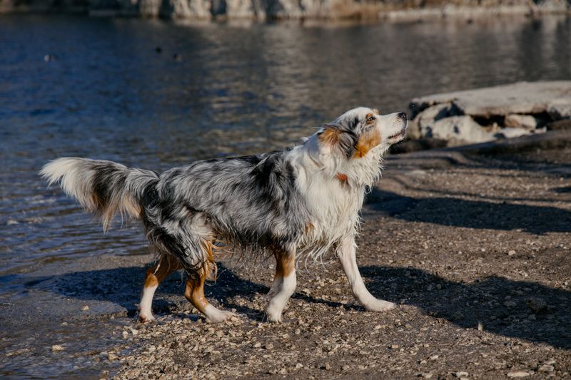 Australian Shepherd