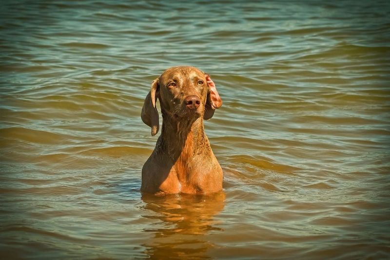 Weimaraner