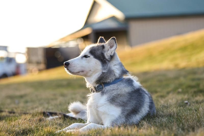 Siberian Husky