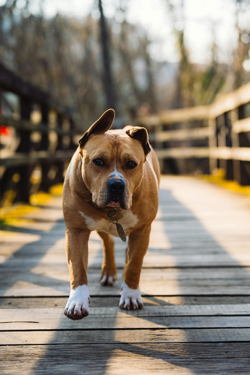 American Staffordshire Terrier