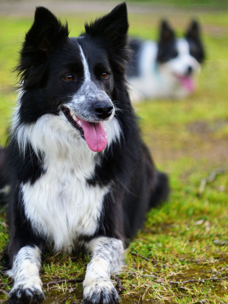 Border Collie: A Brain That Needs a Job