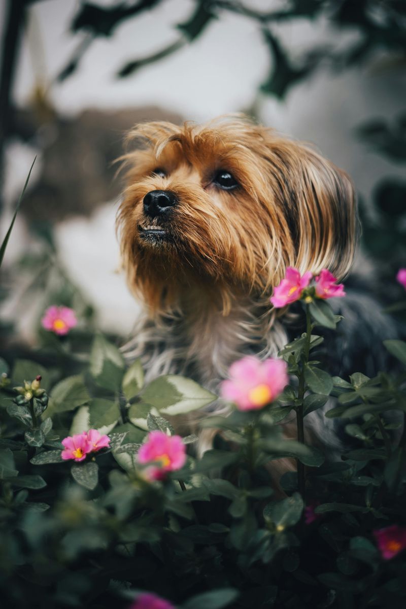 Yorkshire Terrier