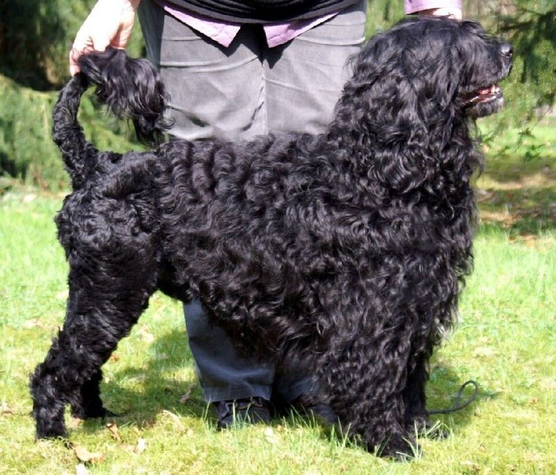 Some dogs avoid every puddle - These 11 breeds on the other end seem determined to find the deepest one 5 Portuguese Water Dog
