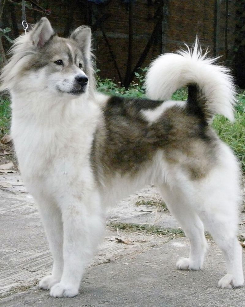 24 Dog Breeds Rapidly Rising in Popularity in 2025 25 Thai Bangkaew Dog