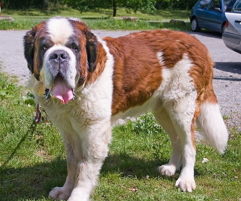 13 classic dog breeds that could make you forget the latest puppy trends - plus 2 old favorites worth rediscovering 14 Saint Bernard