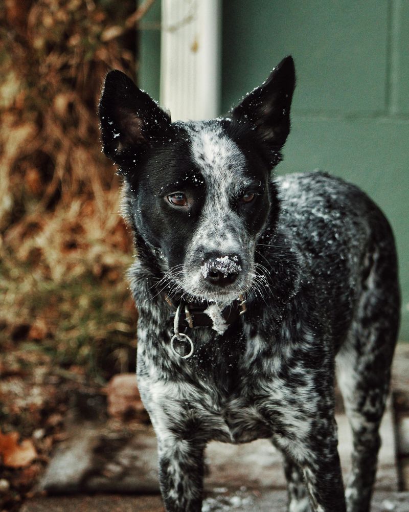 12 Dog Breeds That “Save” Snacks for Later (Yes, Dogs Do This) - See What It Means 5 Australian Cattle Dog