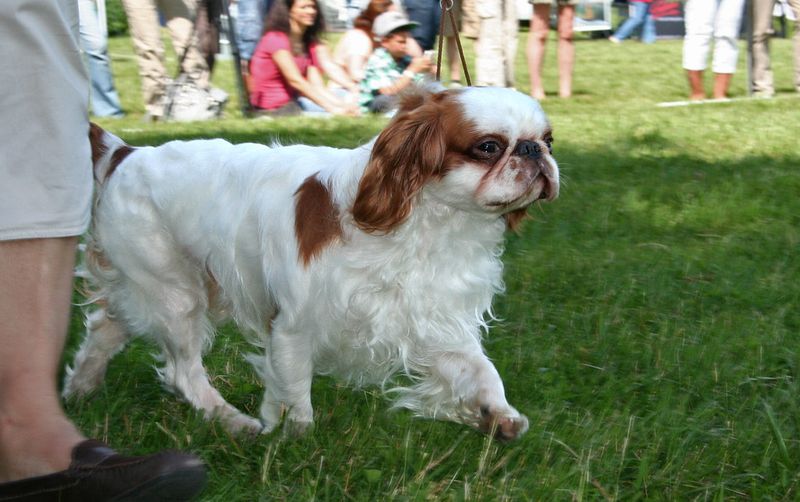 English Toy Spaniel