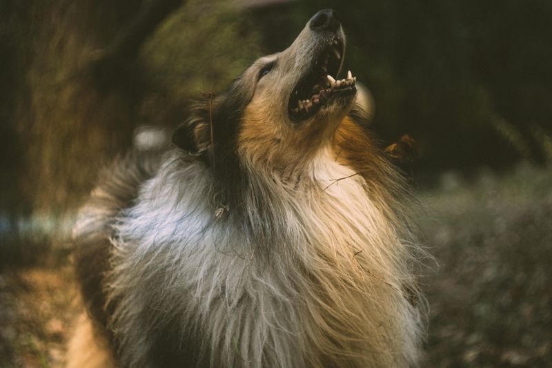 Collie