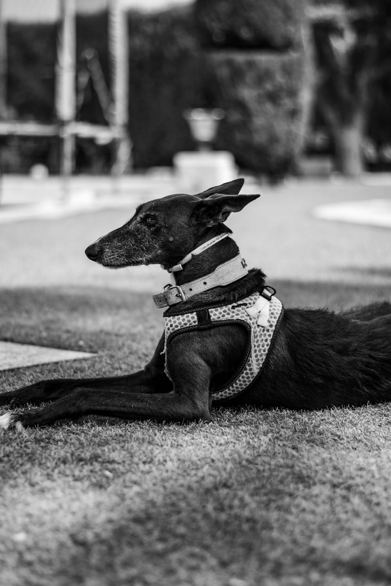 Not every dog needs constant excitement to be happy - and these breeds prove it 4 Greyhound