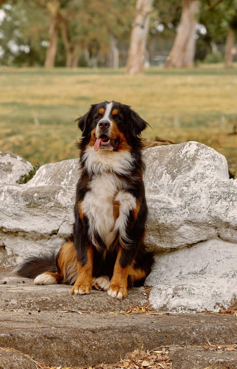 11 dogs that don’t live as long - and what affects their lifespan 4 Bernese Mountain Dog