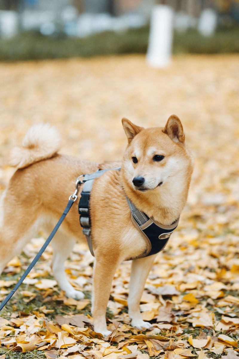 No constant cuddling, no dramatic greetings - Yet these dogs can be among the most devoted companions 3 Shiba Inu