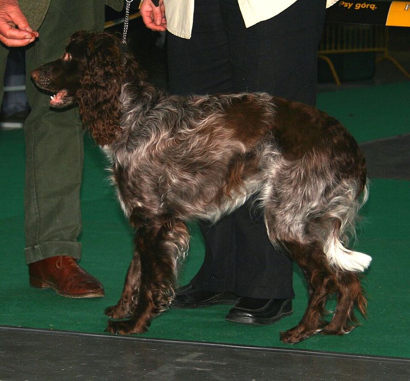 Pont-Audemer Spaniel