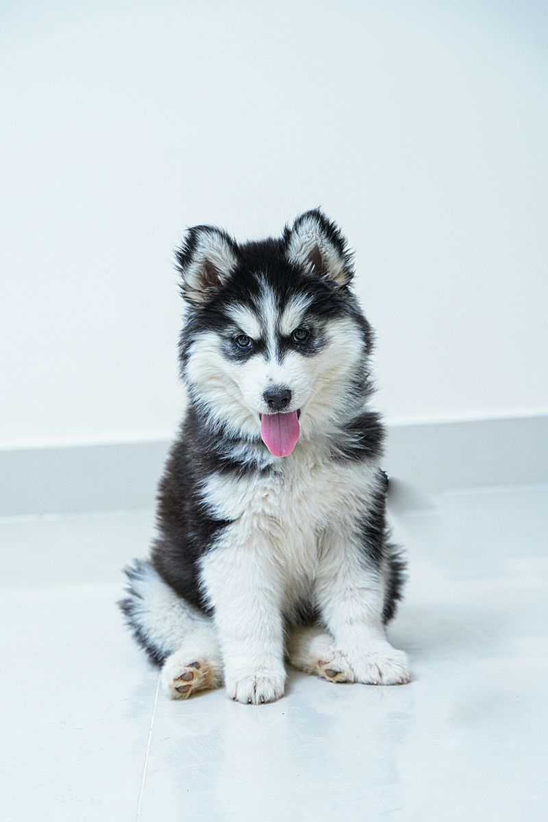 Siberian Husky