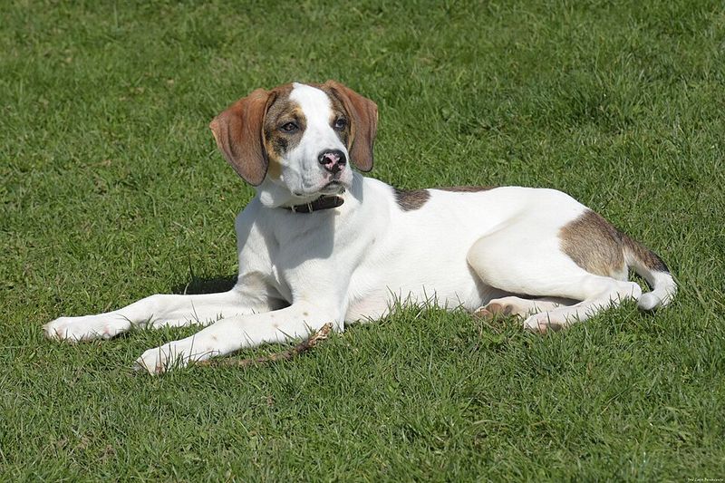 Pointer (English Pointer)