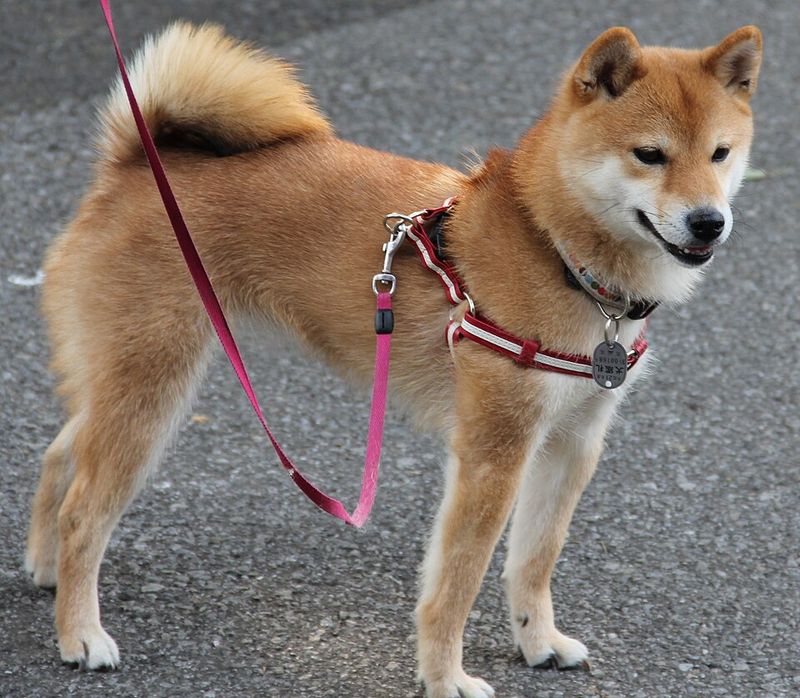 Living with these dog breeds often teaches owners to communicate more thoughtfully 4 Shiba Inu