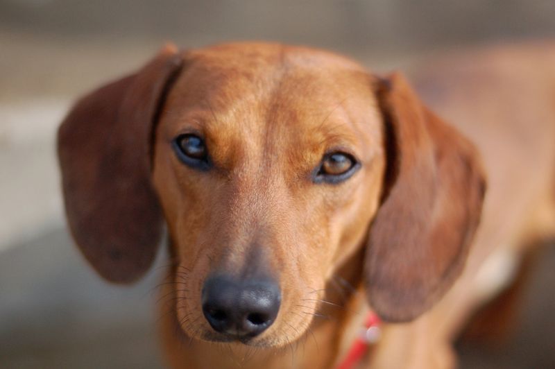 Dachshund