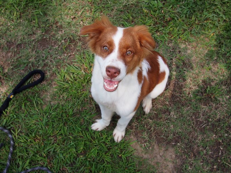 If your lifestyle includes markets, festivals, or busy streets, these dog breeds may fit right in 10 Brittany