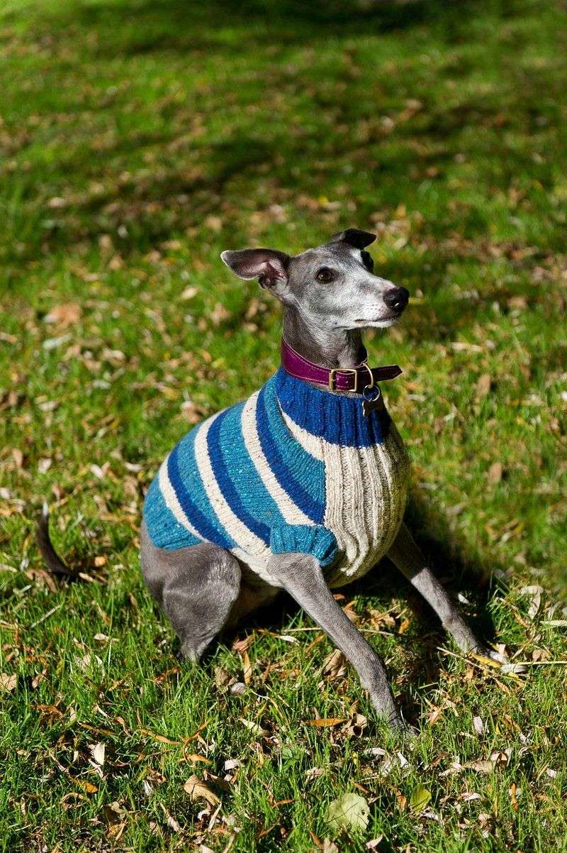 Some dog breeds make unforgettable first impressions - and some only get better with time 6 Whippet