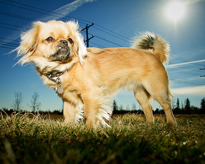 Tibetan Spaniel