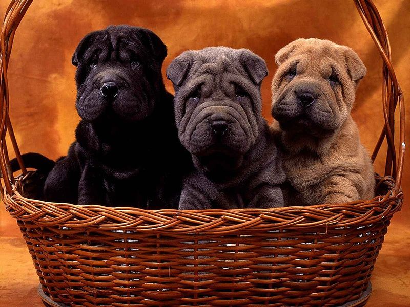Want a dog that doesn't need you every minute? Be careful how far you take that wish 9 Shar-Pei