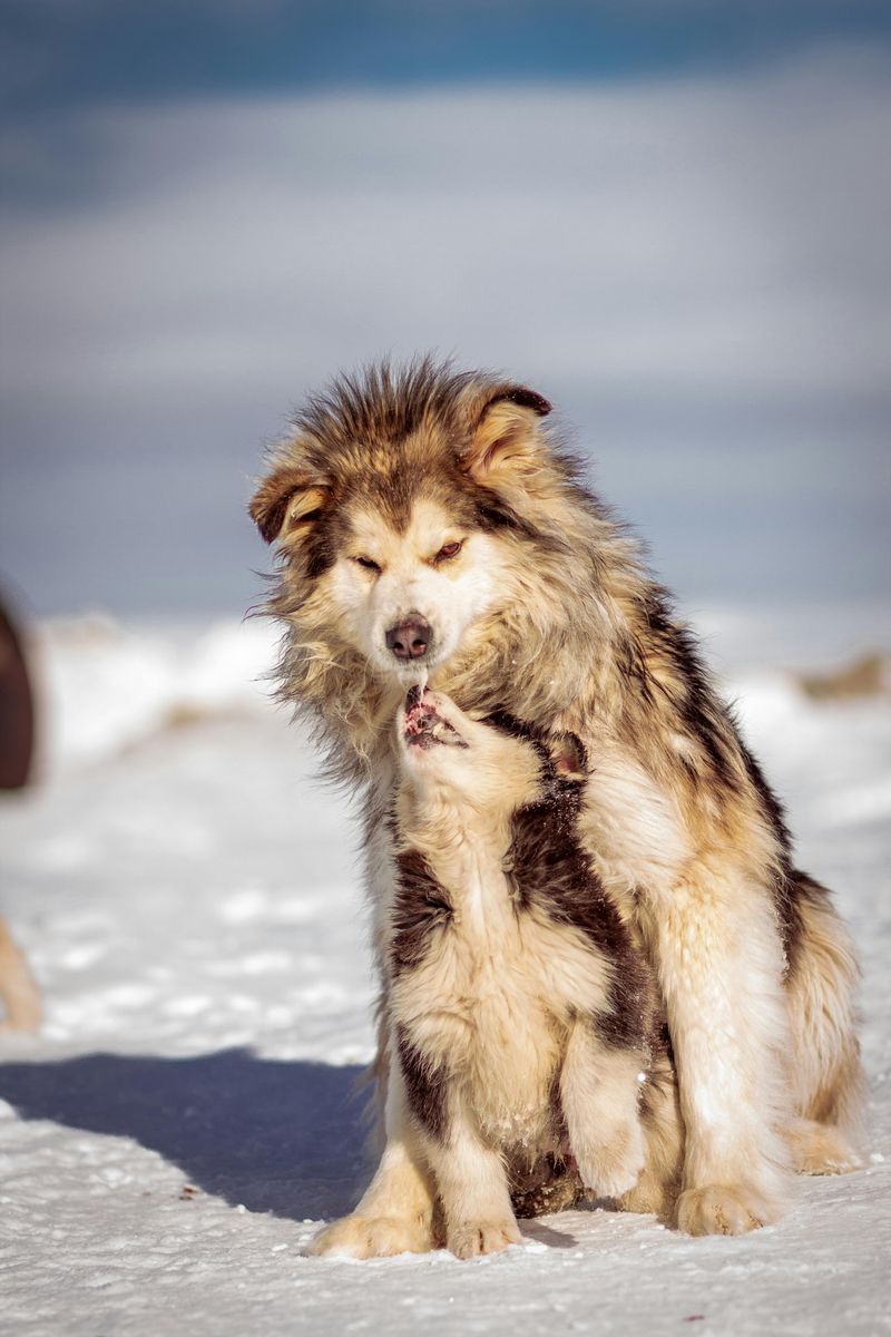 Alaskan Malamute