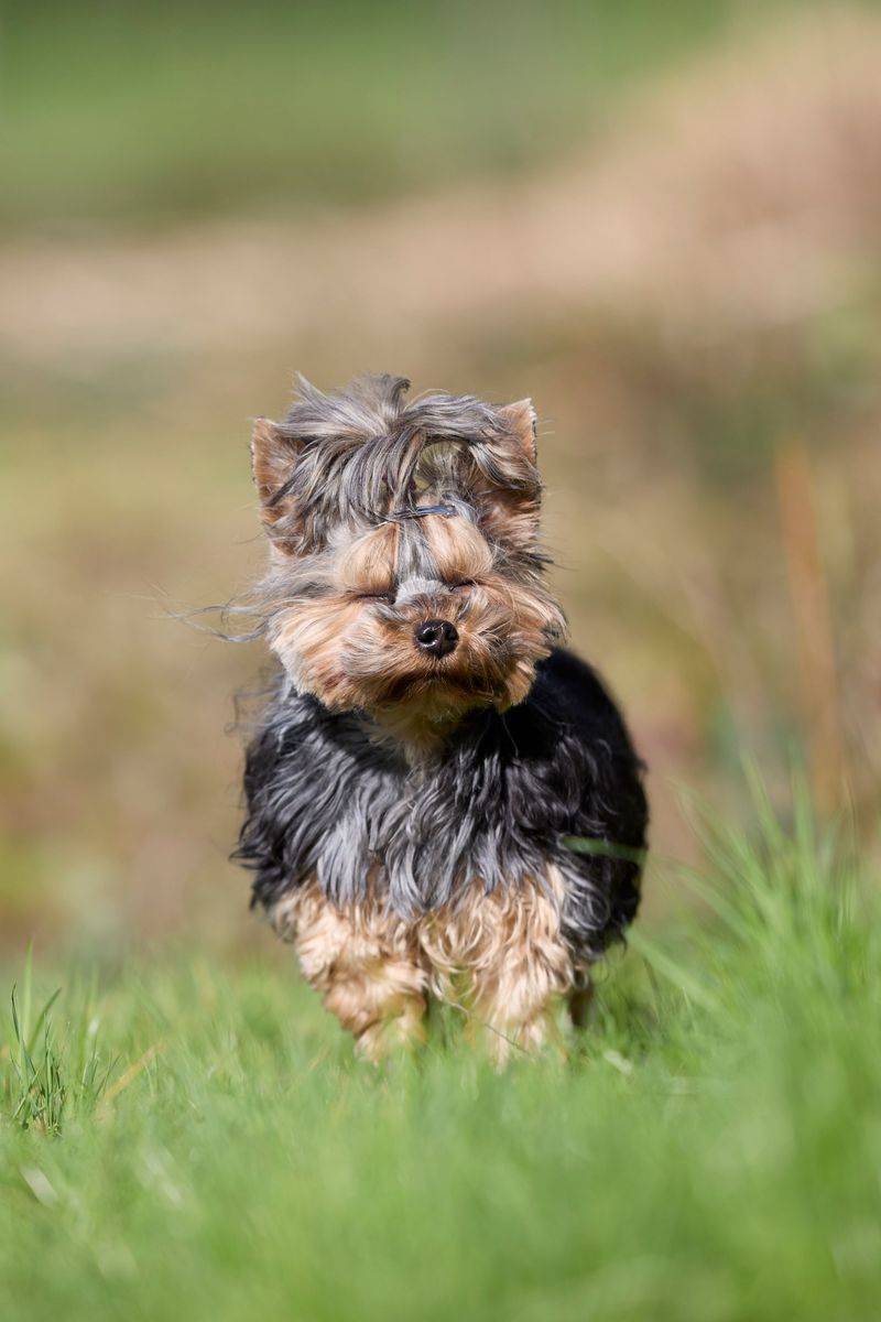 Pet another dog and suddenly these breeds may become very interested in what you're doing 5 Yorkshire Terrier