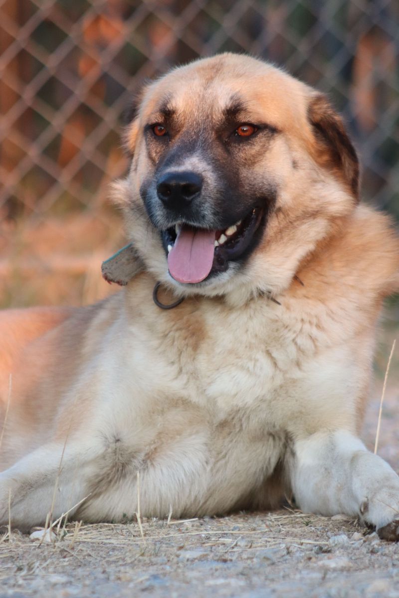 You adopted a pet - but these 12 rare dog breeds may think you just gave them a job 7 Anatolian Shepherd Dog