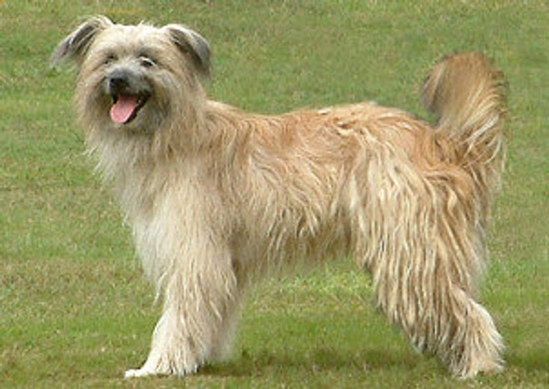 These 14 dog breeds may not be popular, but they have plenty to offer 14 Pyrenean Shepherd