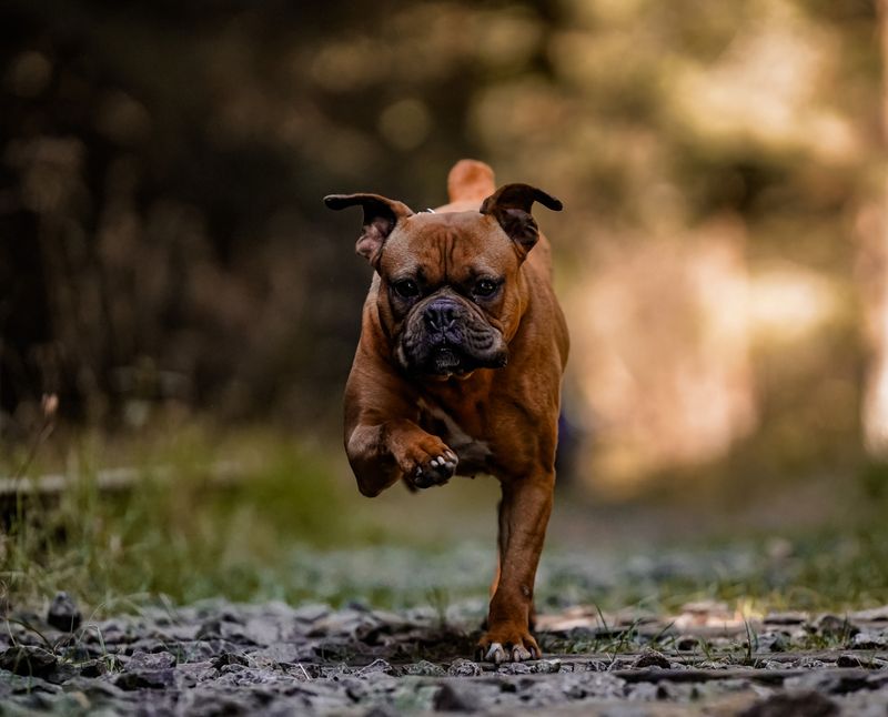 New environments rarely slow these 12 confident dog breeds down 2 Boxer