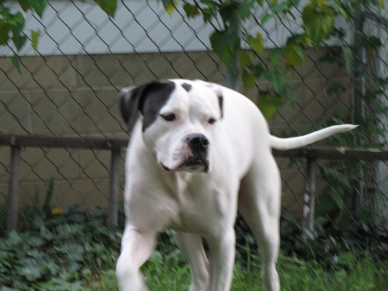 American Bulldog