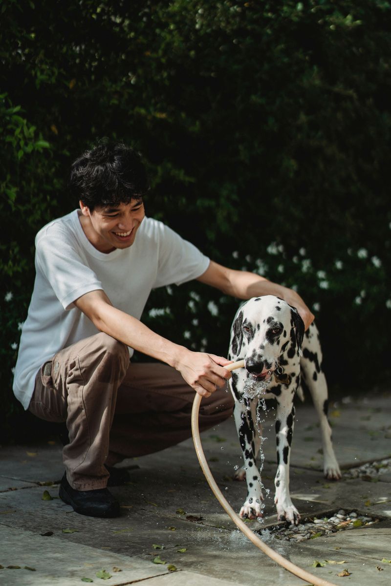Think the puppy in front of you is the dog you'll have forever? These breeds can rewrite the script 9 Dalmatian - spotty sprite to structured sprinter
