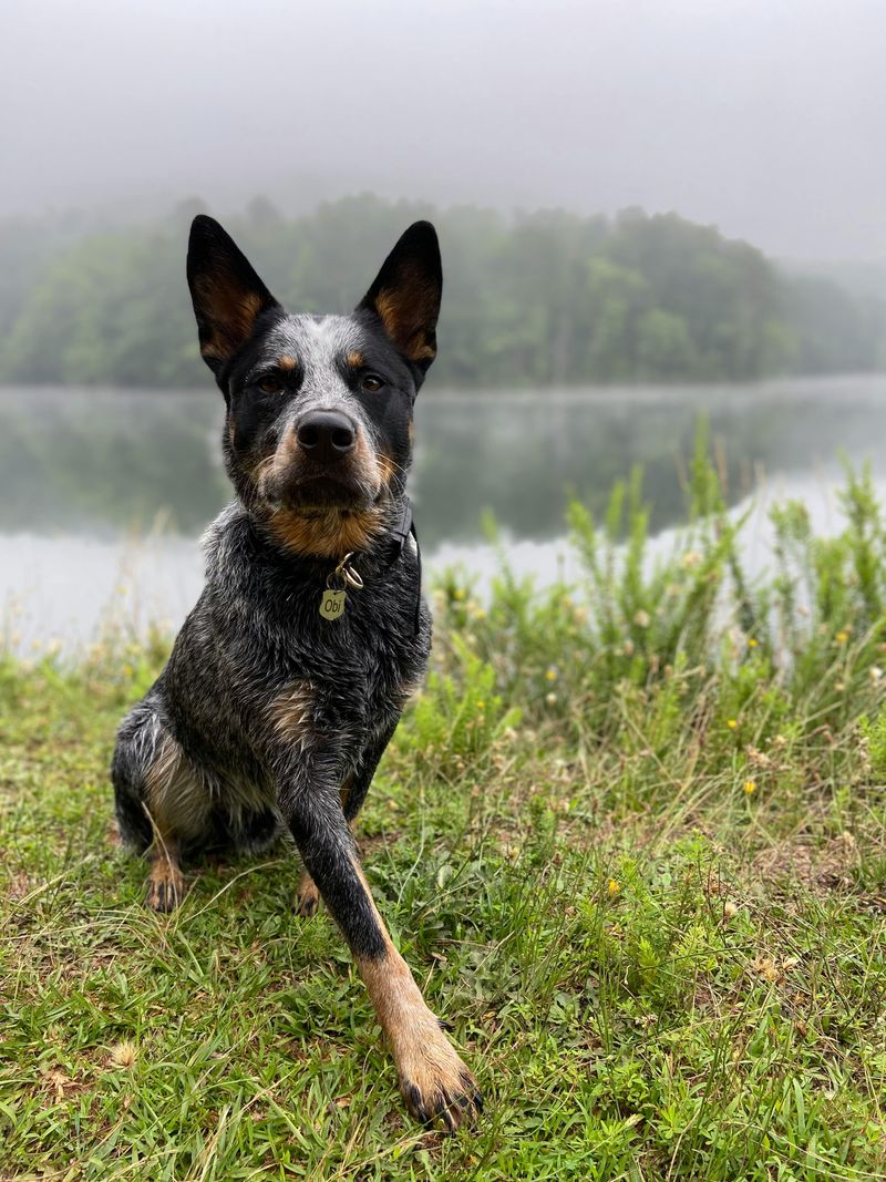Australian Cattle Dog