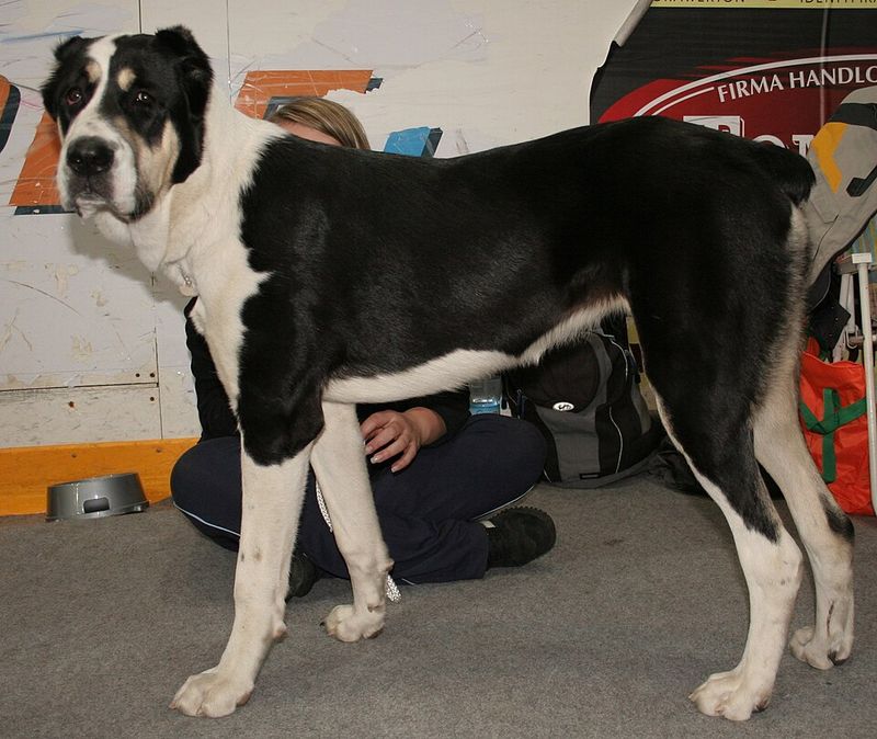 Central Asian Shepherd Dog