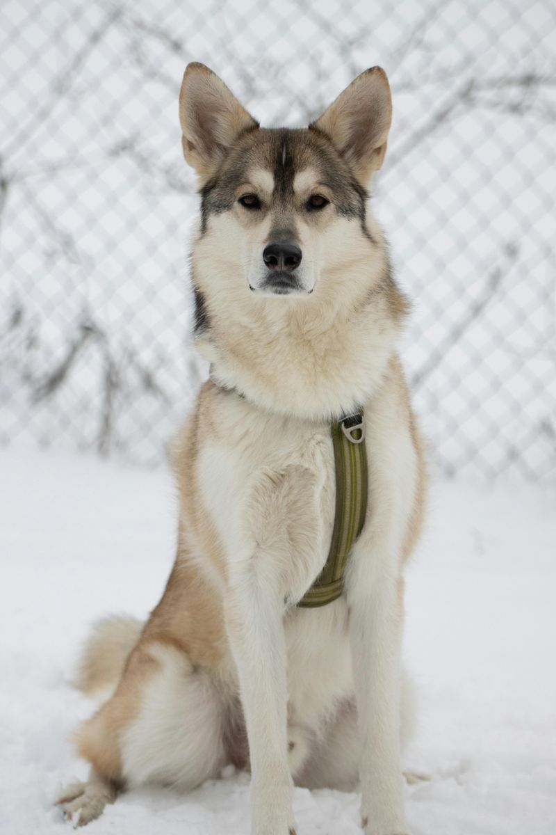 15 dog breeds that can stay independent without losing their connection to people 2 Siberian Husky