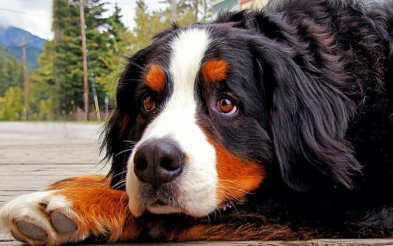 14 Dog Breeds That Are Incredibly Gentle With Cats (When Introduced Correctly) 13 Bernese Mountain Dog
