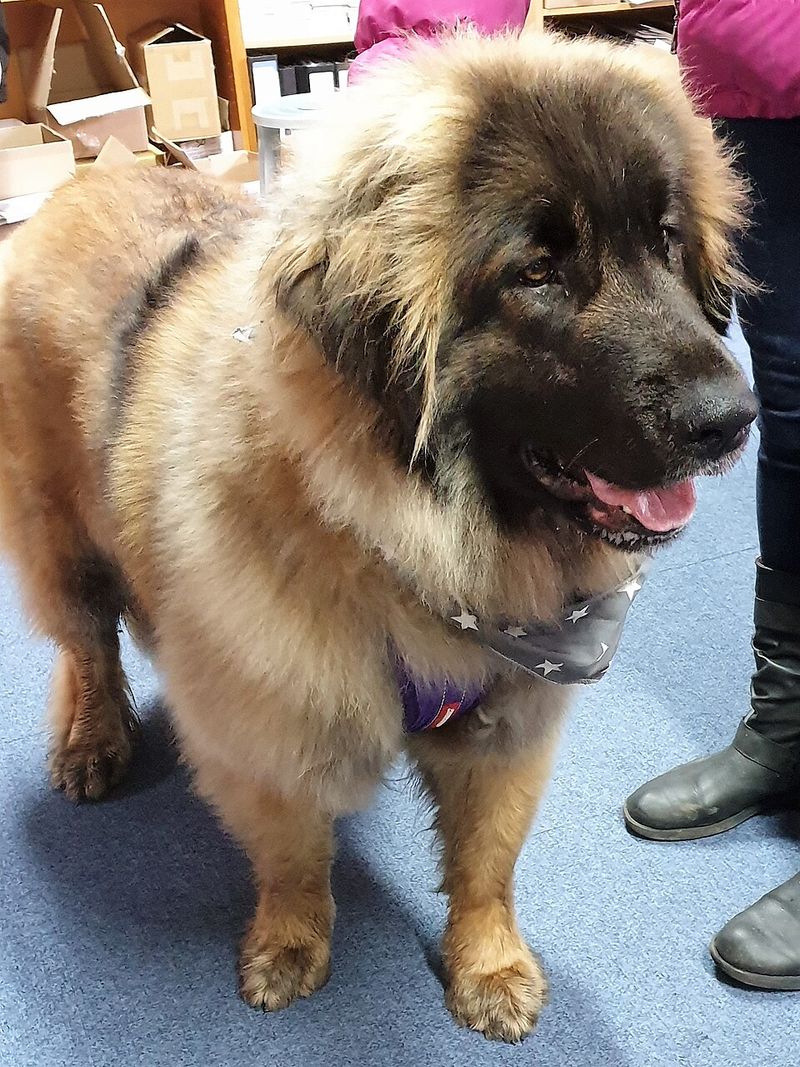 Leonberger