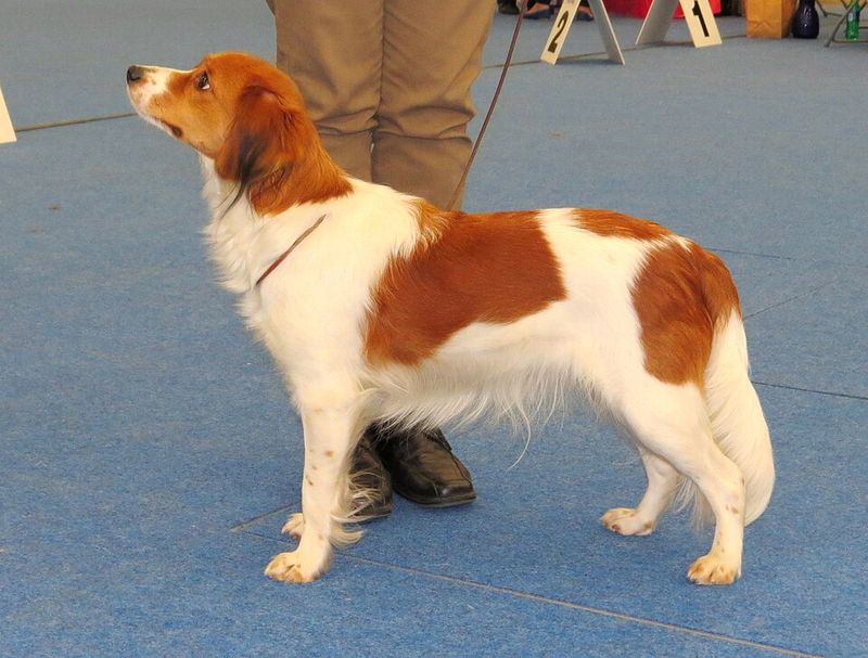 11 overlooked dogs people fall in love with once they stop following social media hype 4 Kooikerhondje