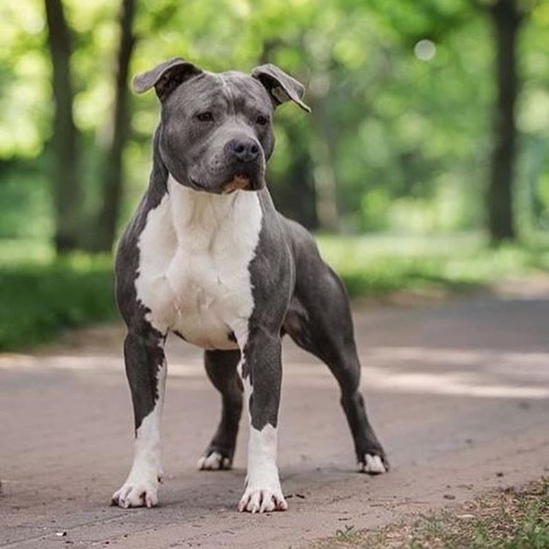 26 Bulldog Breeds Recognized for Their Strength and Endurance 14 American Staffordshire Terrier