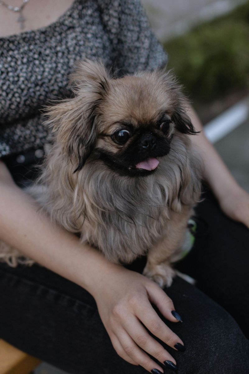 Pekingese